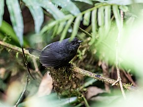 Descripción de la imagen Scytalopus parvirostris - Trilling Tapaculo.jpg.