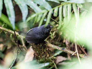 Trilling tapaculo Species of bird