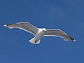 Seagull flying (5).jpg