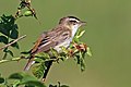 * Nomination Sedge warbler (Acrocephalus schoenobaenus), Oxfordshire --Charlesjsharp 09:45, 24 July 2017 (UTC) * Promotion Good quality. --Berthold Werner 11:02, 24 July 2017 (UTC)