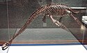 Seeleyosaurus guilelmiimperatoris.JPG