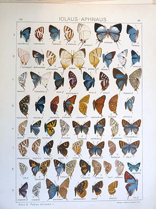 <i>Aphnaeus hutchinsonii</i> Species of butterfly