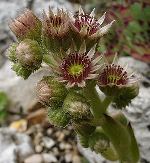 Sempervivum calcareum2.jpg