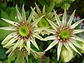 Sempervivum grandiflorum