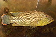 Serranochromis robustus.jpg 