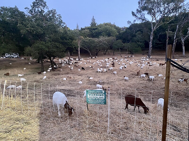 File:Sharon Heights goat grazing for fire prevention - 1.jpg