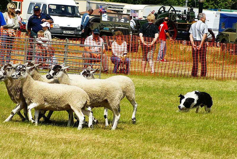 File:Sheep Dog Display (2620998373).jpg