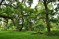 Sherwood Forest (9586).jpg
