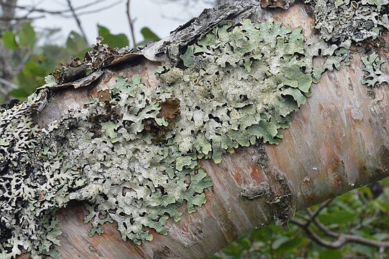 Shield Lichen (Parmelia sulcata)