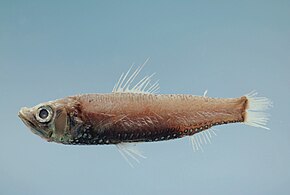 Kuvan kuvaus Shortfin neoscopelid (Neoscopelus microchir) .jpg.