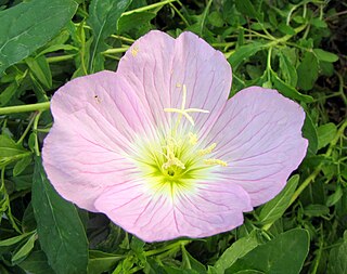 <i>Oenothera speciosa</i> species of plant