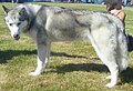 Siberian Husky, show line, grey & white