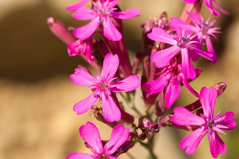 File:Silene armeria flower (08).jpg