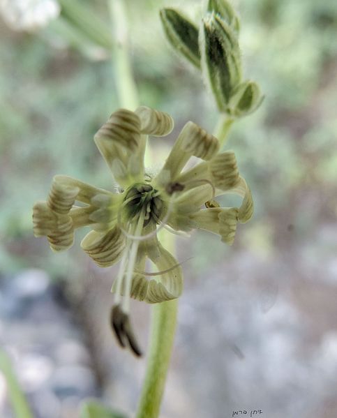 File:Silene dichotoma flower.jpg