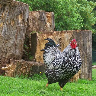 Wyandotte chicken chicken breed