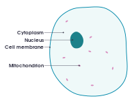 File:Simple diagram of plant cell (en).svg - Wikimedia Commons