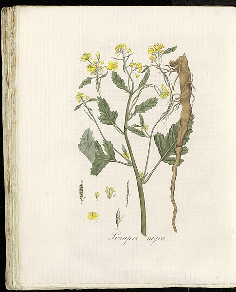 File:Sinapis nigra (modern=Brassica nigra) - Pl0250 - FloraBatava-KB-v04.jpg