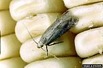 Thumbnail for Angoumois grain moth