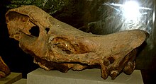 Skull of Stephanorhinus (Merck's rhinoceros).JPG