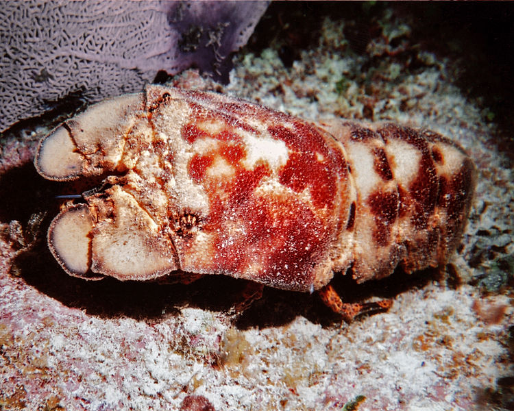 File:Slipper lobster.jpg