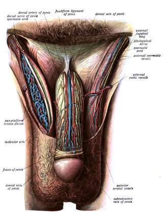 <span class="mw-page-title-main">Fundiform ligament</span> Part of the penis