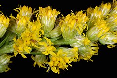 Solidago gigantea