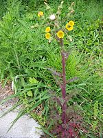 Sonchus Oleraceus: Etimologia, Descrizione, Biologia