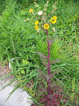 Sonchus oleraceus