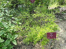 Sophora toromiro - Val Rahmeh - DSC04347.JPG