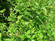 Sorbus pseudofennica at Eglinton Country Park, Ayrshire.