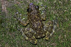 Description de l'image South China Cascade Frog (Amolops ricketti) 華南湍蛙.jpg.