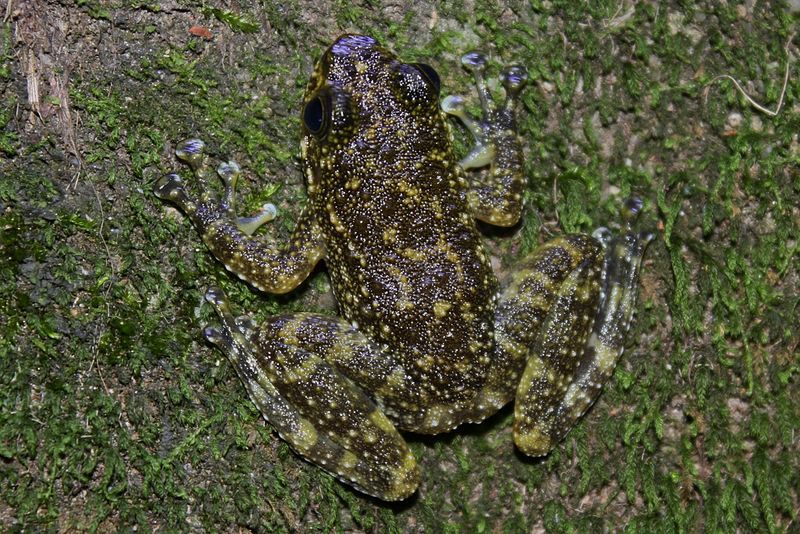 File:South China Cascade Frog (Amolops ricketti) 華南湍蛙.jpg