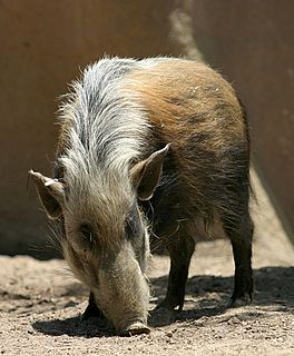 <span class="mw-page-title-main">Bushpig</span> Species of mammal