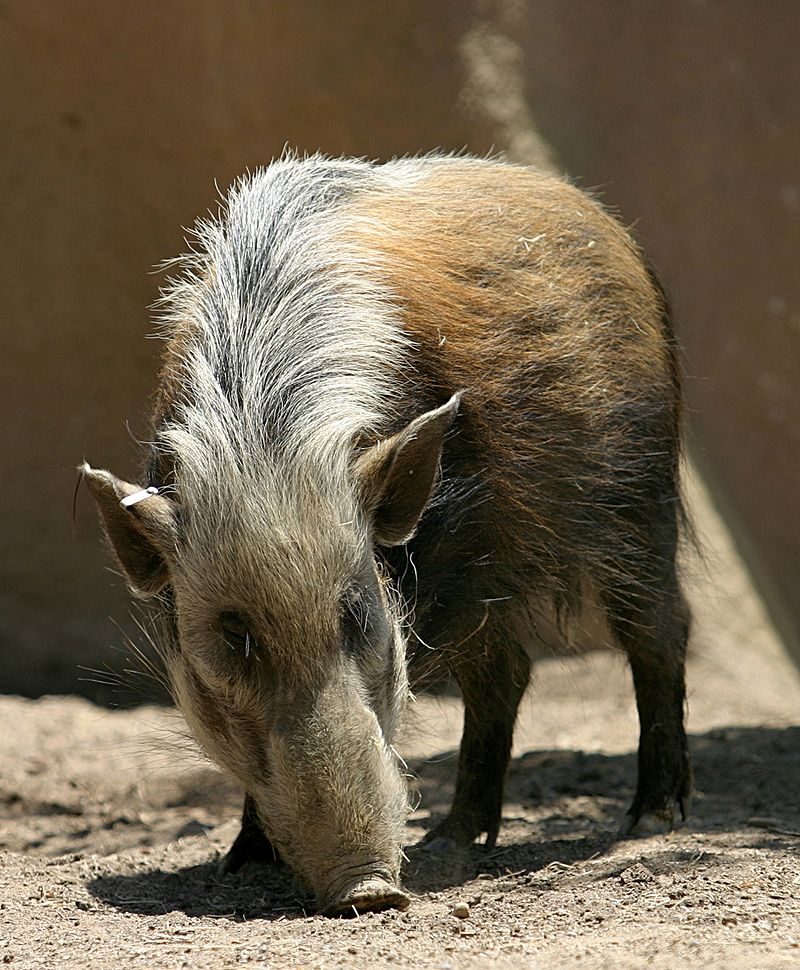 Pig - Wikipedia