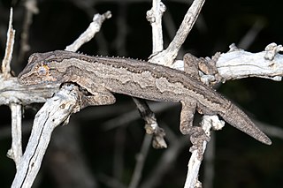 <i>Strophurus intermedius</i> Species of lizard