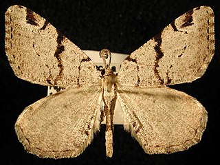 <i>Speranza bitactata</i> species of insect