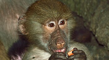 Juvenile male, Prospect Park Zoo, New York