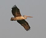 Spot-billed Pelican (Pelecanus philippensis) at Garapadu, AP W IMG 5358.jpg