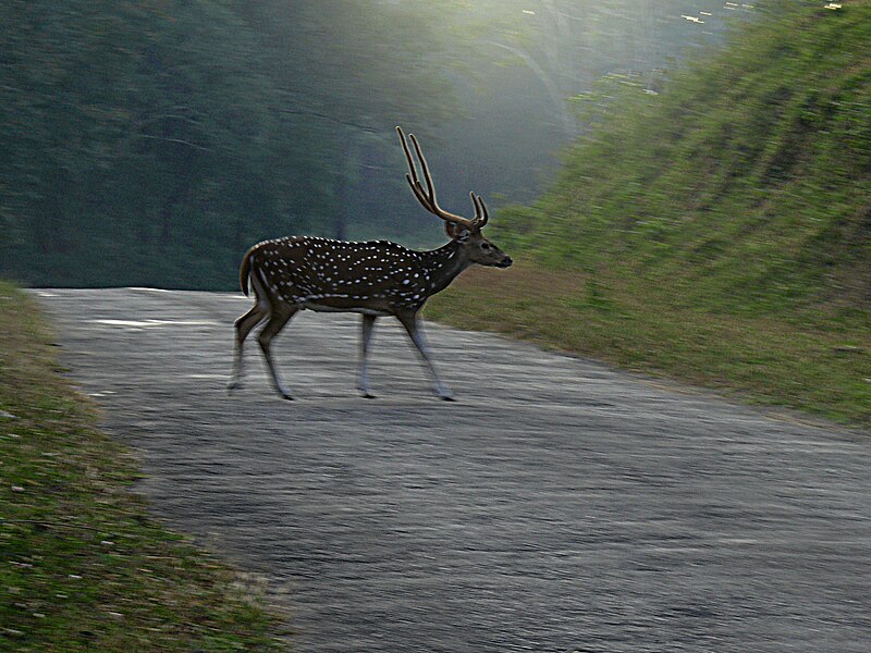 File:Spotted deer crossing the road P1120428.jpg