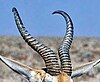 Springbok horns.jpg