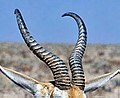 Springbok: Rams have thick horns, the ewes tend to have more frail horns. Average horn length for both genders is 35 cm.