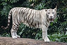 A captive white tiger at the Singapore Zoo Standing white tiger.jpg