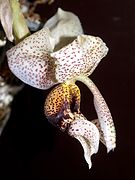 Stanhopea napoensis