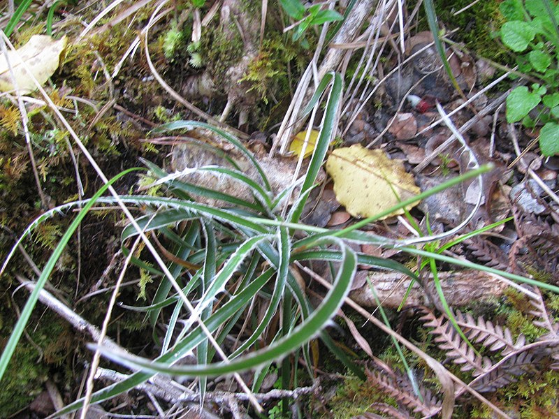 File:Starr-110713-7167-Luzula hawaiiensis-habit-Koolau Gap-Maui (24803600340).jpg