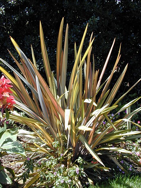 File:Starr 020815-0035 Phormium tenax.jpg