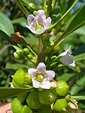 Miniatura per Myoporum sandwicense