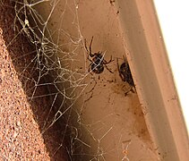 Toile de Steatoda nobilis