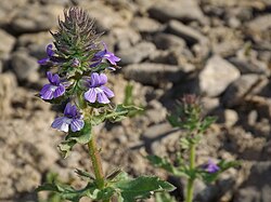 Stemodia durantifolia chilensis 241125911.jpg