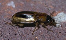 Stenolophus vergul