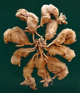 Rat king Collection of intertwined rats